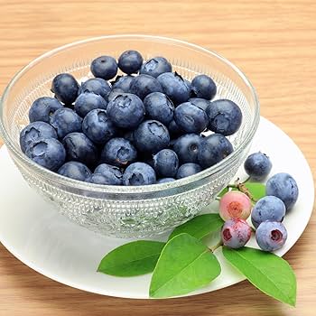 ブルーベリー苗　コロンブス5号ポット10本セット ブルーベリー苗 コロンブス5号ポット10本セット 苗木・植木